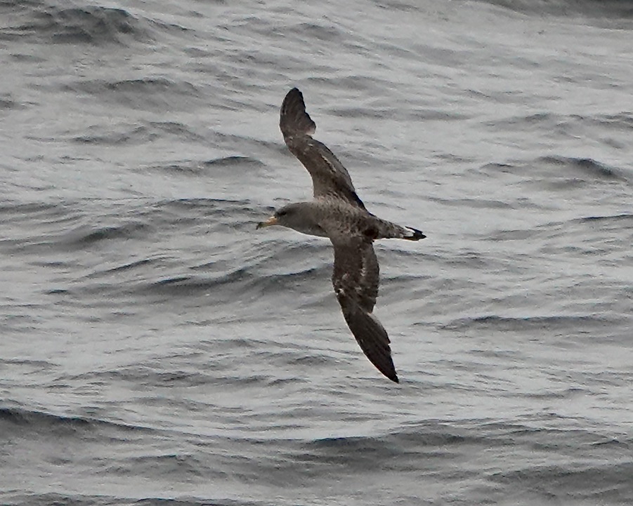 Cory's shearwater
